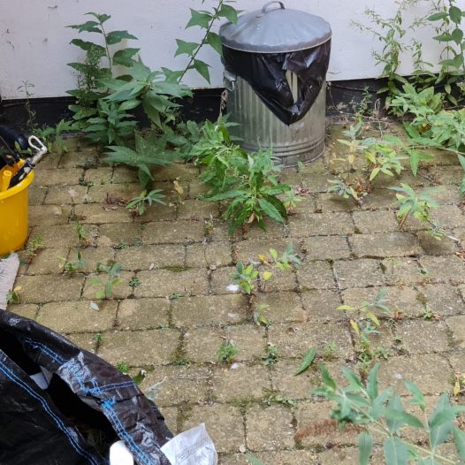 Handyman Ipswich deweeding courtyard